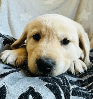 štěňata labrador a – připravena k odběru - 14