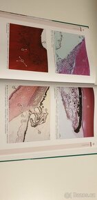 Histologický atlas, Vyprac. otázky z hist, Zákl. fyz. - 14