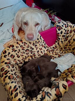 Štěňátka Labradora - 14