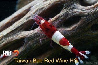 PREMIUM AKVA KREVETKY Caridina a Neocaridina -OLOMOUC - 14