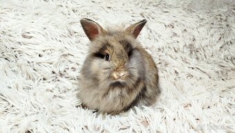 Zakrslý králík, králíček - HARRY - 14