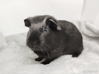 Morče, Morčata, Morčátko, Morčátka - JIN A JANG - 14