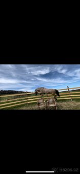 Pony valach - 14