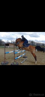 Letošní hřebeček - 14