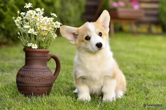 WELSH CORGI PEMBROKE S PP - 14