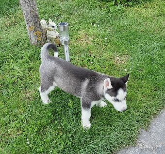 Šteniatka Sibirsky Husky - 14