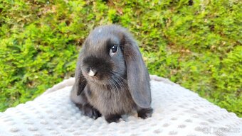 Zakrslý beránek, králíček, králík - PEGGY - 14