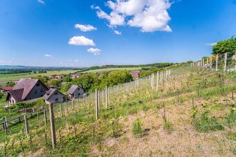 Prodej vinařství Konárovice - 14