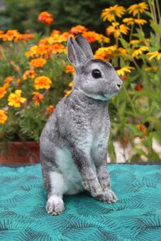 Zakrslý činčilový rex s rodokmenem - 14