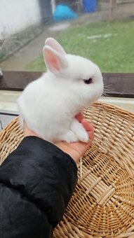 Zakrslý králík - 14