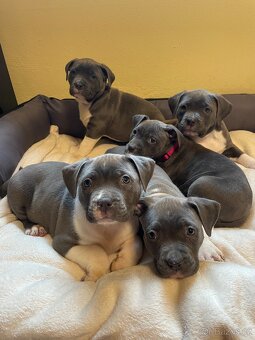 Americký stafordšírsky teriér - 14