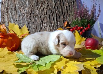 Australský ovčák s PP - 14