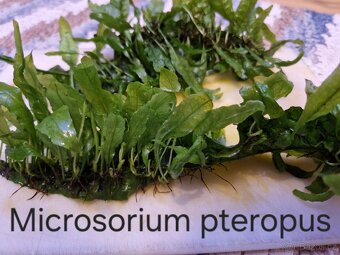 Čerstvé akvarijní rostliny - 14