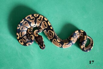 Krajta královská/python regius - 14