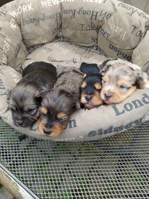 Jorkšírsky teriér, krytí Ne na prodej - 14