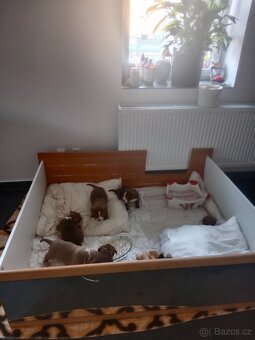 American Bully POCKET/Standard TOP krevní linie - 14