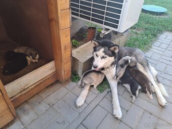 Sibiřský Husky - štěně - 14
