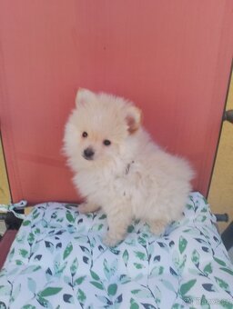 Pomeranian špic - 14