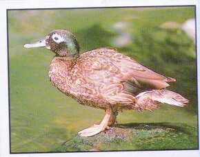 Encyklopedie ohrožených zvířat WWF Lutra Panini (1991) - 14