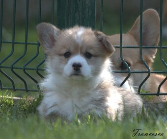 Welsch corgi pembroke s PP - 14