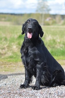 Flat Coated Retriever - pejsci s průkazem původu - 14