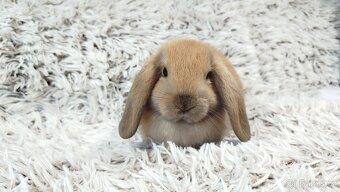 Zakrslý beránek, králíček, králík - JIJI - 14