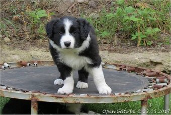 Štěňata border kolie s PP - již k odběru - 14