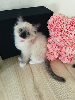 3 krásná koťátka plemene Ragdoll 🖤🐈 - 14