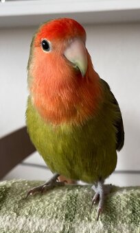 Agapornis ochočený - 14