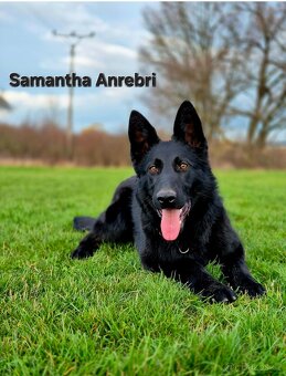 Německý ovčák štěňata s PP černá  a vlkošedá - 14