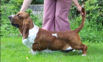 Štěňata Basset hound - 14