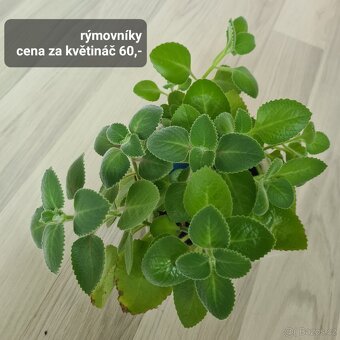 Pokojovky / pokojove rostliny - 14