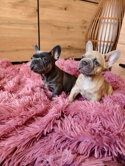 Francouzský buldoček štěňátka - 14