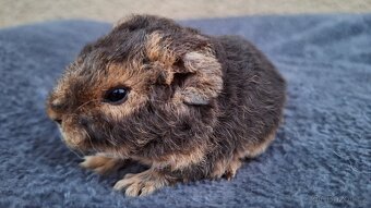 morče US teddy - 14