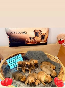 KONTINENTÁLNÍ BULDOK – CONTINENTAL BULLDOG s PP (FCI) - 14