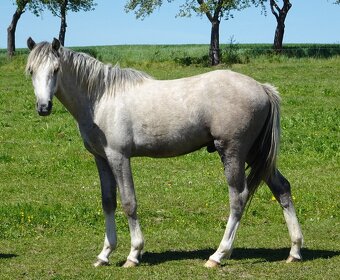 Prodám hřebečka Welsh pony, sekce B, s PP. - 14