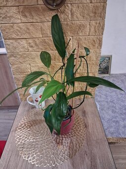 Pokojové rostliny 1 - 14