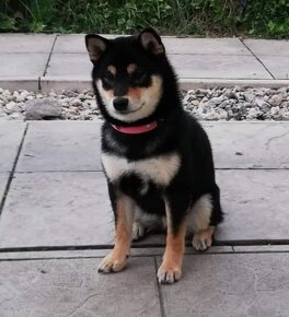 Shiba inu - 14