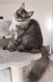 Maine coon, nainska myvalia s PP - 14