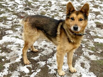 MAXÍČEK K ADOPCI - zlatíčko hledá svoji spřízněnou duši - 14