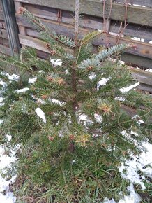 Jedlička a smrček pro Vás  stromeček Natur ze zahrádky - 14