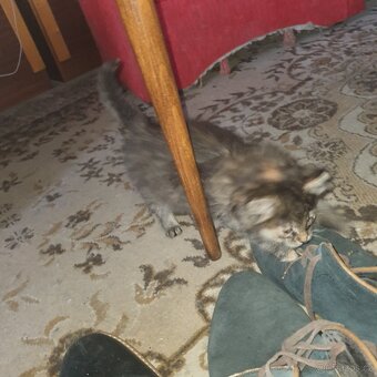 Ponukam maciatko - 14