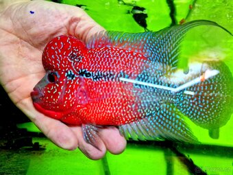 Flowerhorn Super red Dragon. - 14