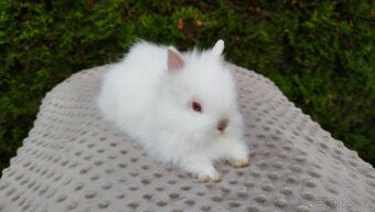 Zakrslý beránek, králíček, králík- ONDŘEJ A OLAF - 14