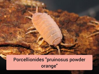 Stínky - isopody - 14