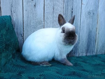 Zakrslý siamský žlutý samečci s PP - 14