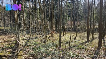 Prodej lesů, 55 558 m², Rybí - 14