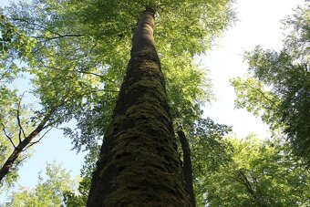 Prodej nevytěženého lesa u Luhačovic - 3,25 ha - 14