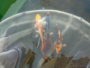 Koi kapr - 14