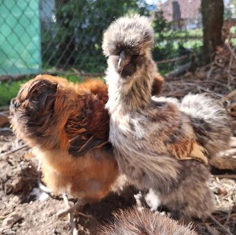 Hedvábnička USA kohouti - 14